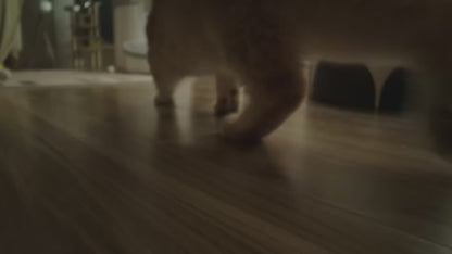 Self-cleaning cat litter box with an open design, advanced safety sensors, and extra-large capacity for multi-cat households. Practical, hassle-free, and ideal for easy daily cleaning.